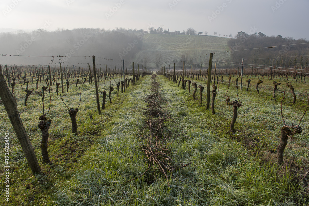 Fototapeta premium Vineyard landscape scene in winter