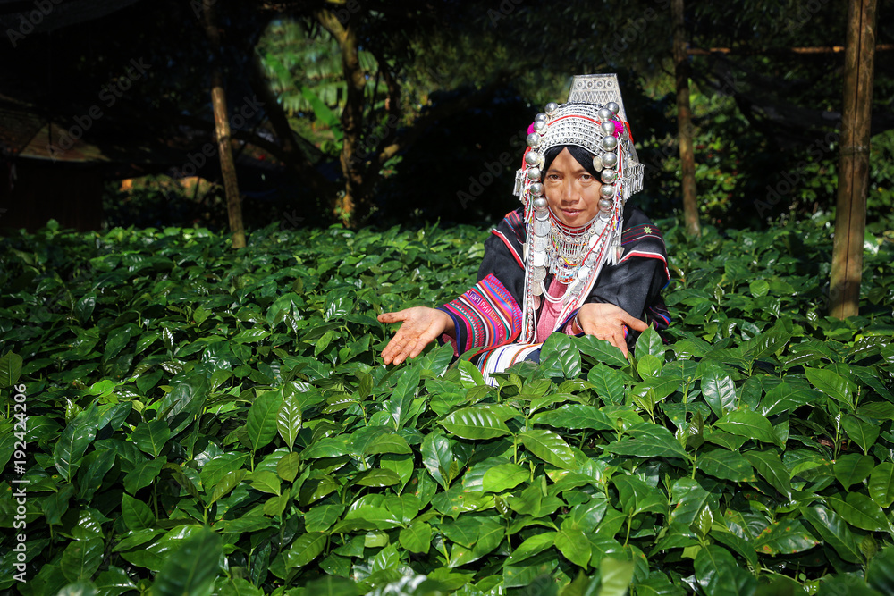 Woman Akha hill with arabica and robusta coffee trees, coffee plantation. Woman Akha hill with arabica and robusta coffee trees, coffee plantation.