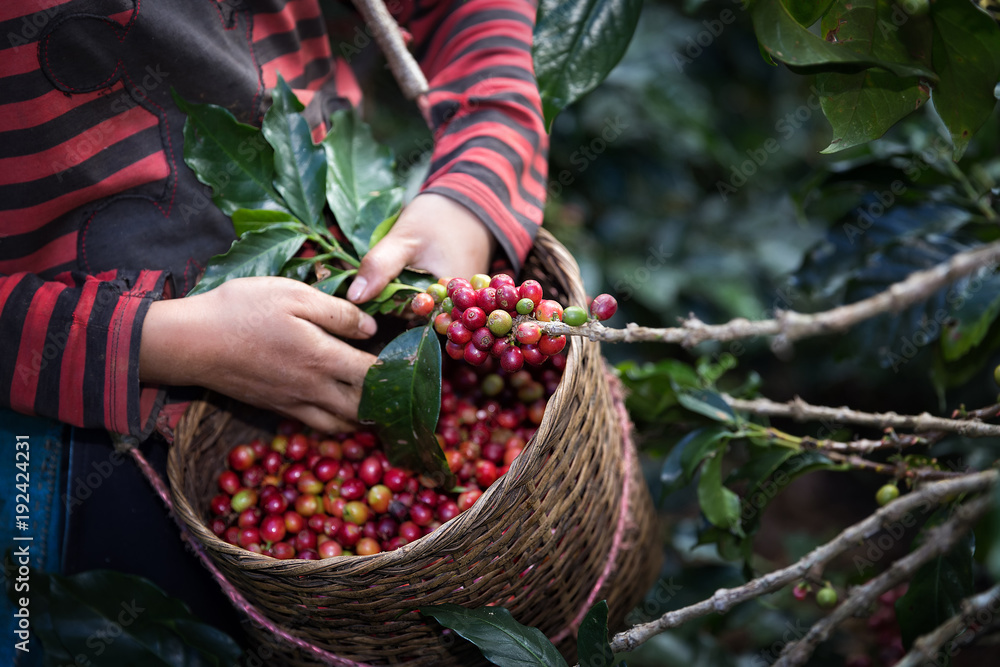 Harvest arabica coffee berries on its branch. - obrazy, fototapety, plakaty 