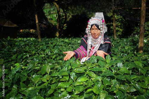 Woman Akha hill with arabica and robusta coffee trees, coffee plantation.