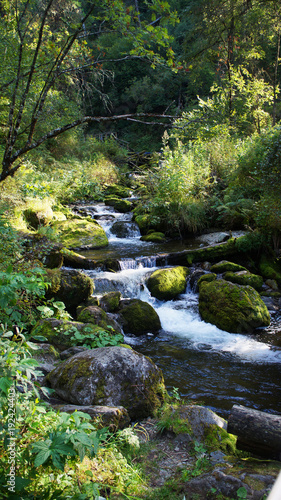 a stormy stream of waterfall against the background of fallen trees and moss