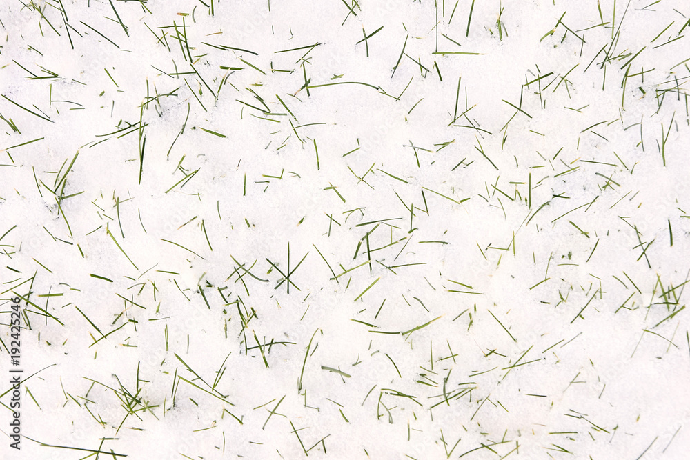 Grass in snow. Green sprouts. White background Grass in snow. Green sprouts. White background