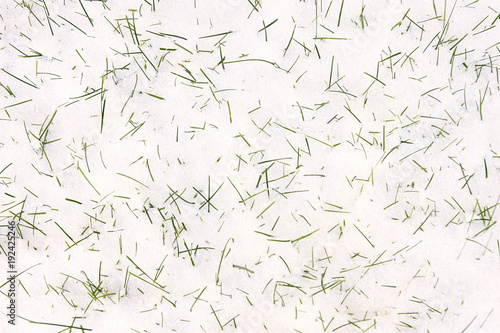 Grass in snow. Green sprouts. White background