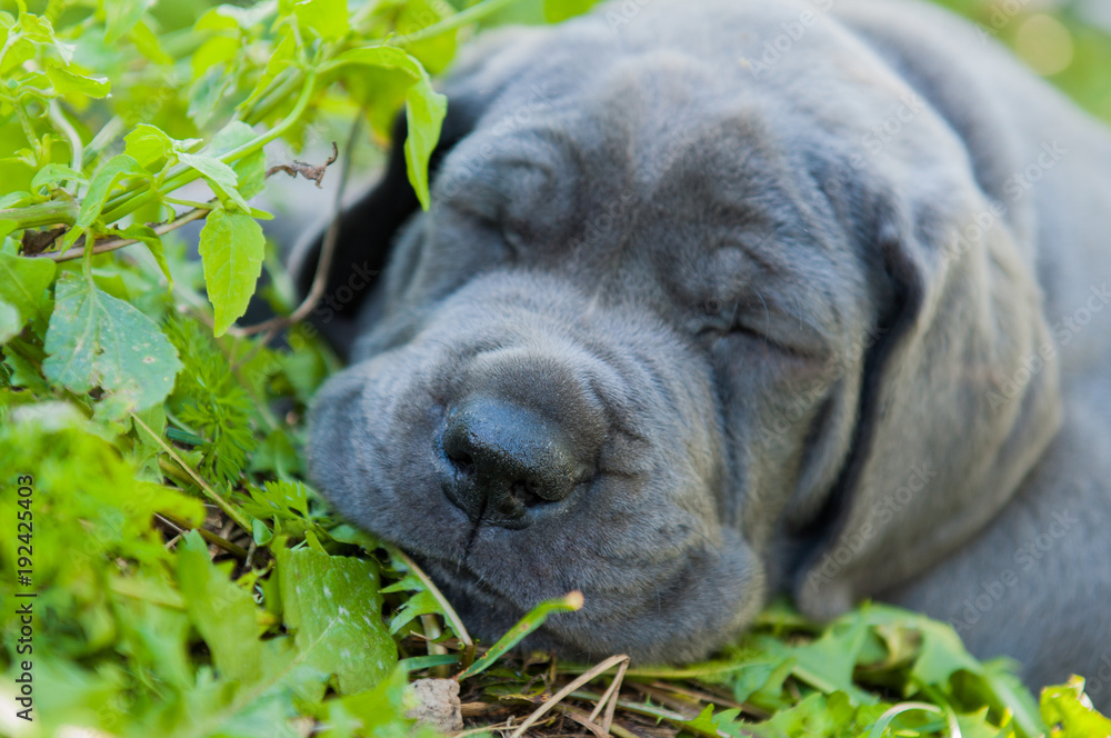 beautiful Gray Great Dane dog puppy is sleeping outside on grass beautiful Gray Great Dane dog puppy is sleeping outside on grass