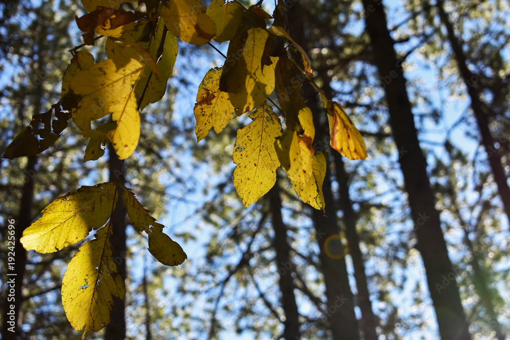 Obraz premium Falling yellow leaves. Saturated autumn forest background