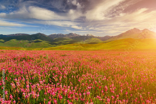 Field with flowers in mountain valley. Summer landscape during sunset