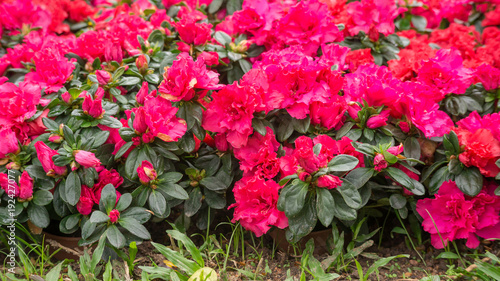 Red Azalea flower in a garden.