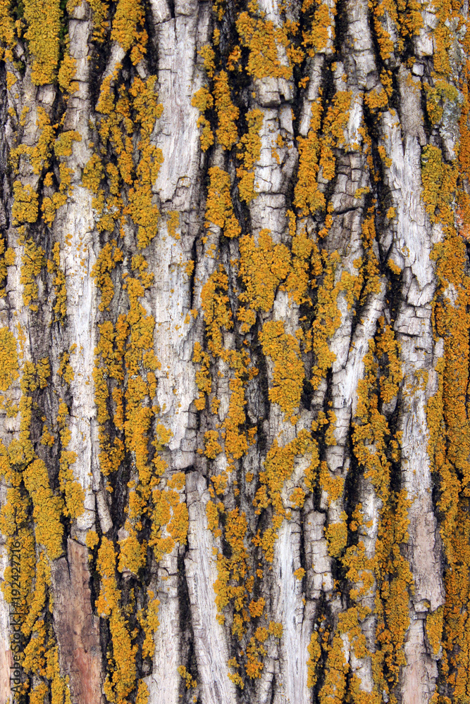 Obraz premium textura arbol 1