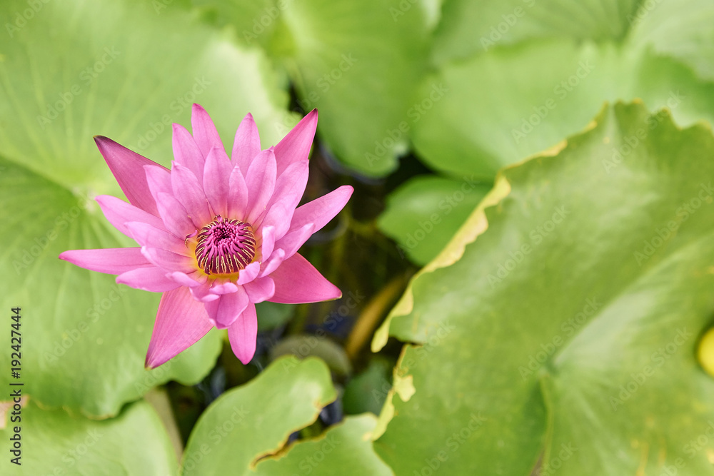 Bright juicy greens. Little pink flower Bright juicy greens. Little pink flower