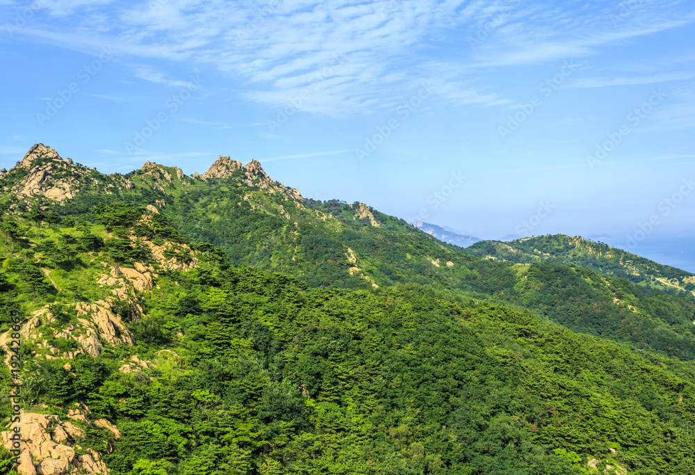 Mountain forest