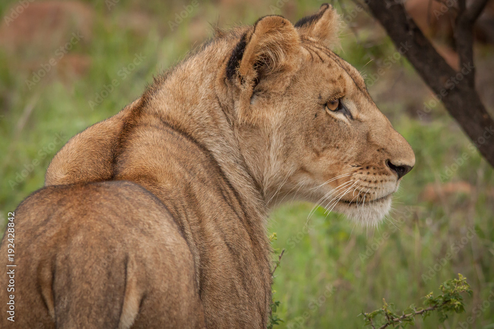 Naklejka premium King Of the Jungle