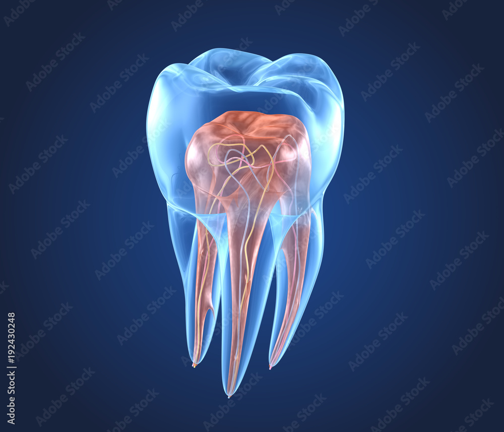 Transparent teeth. 3d renderings of endodontics inner structure - obrazy, fototapety, plakaty 