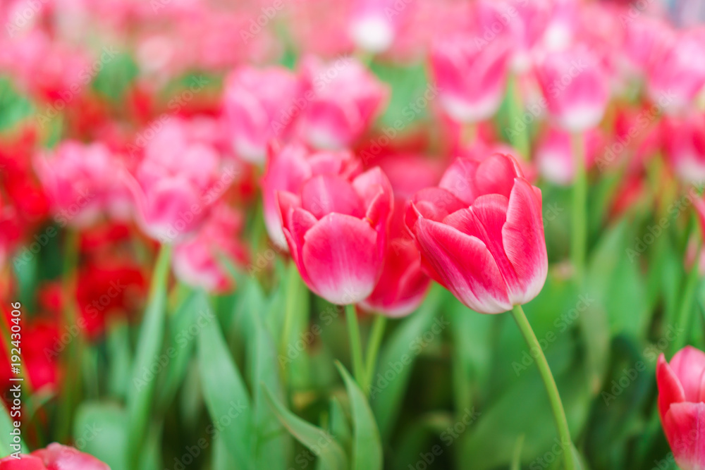 Beautiful Red Tulips, Flower background