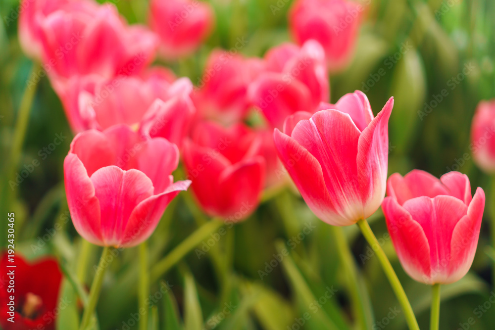 Beautiful Red Tulips, Flower background