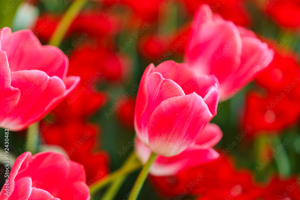 Beautiful Red Tulips, Flower background