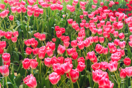 Beautiful Red Tulips  Flower background