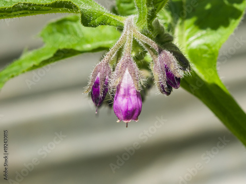 Flowers of Common Comfrey, Symphytum officinale, with bokeh background close-up, selective focus, shallow DOF