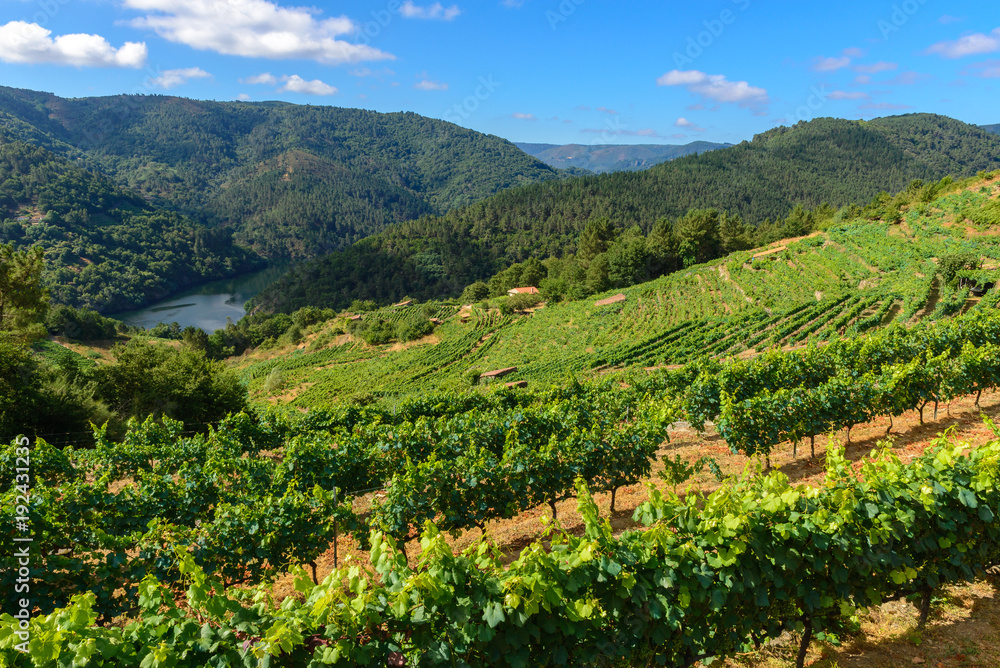 Vineyards along Sil River, Ribeira Sacra, Lugo, Spain