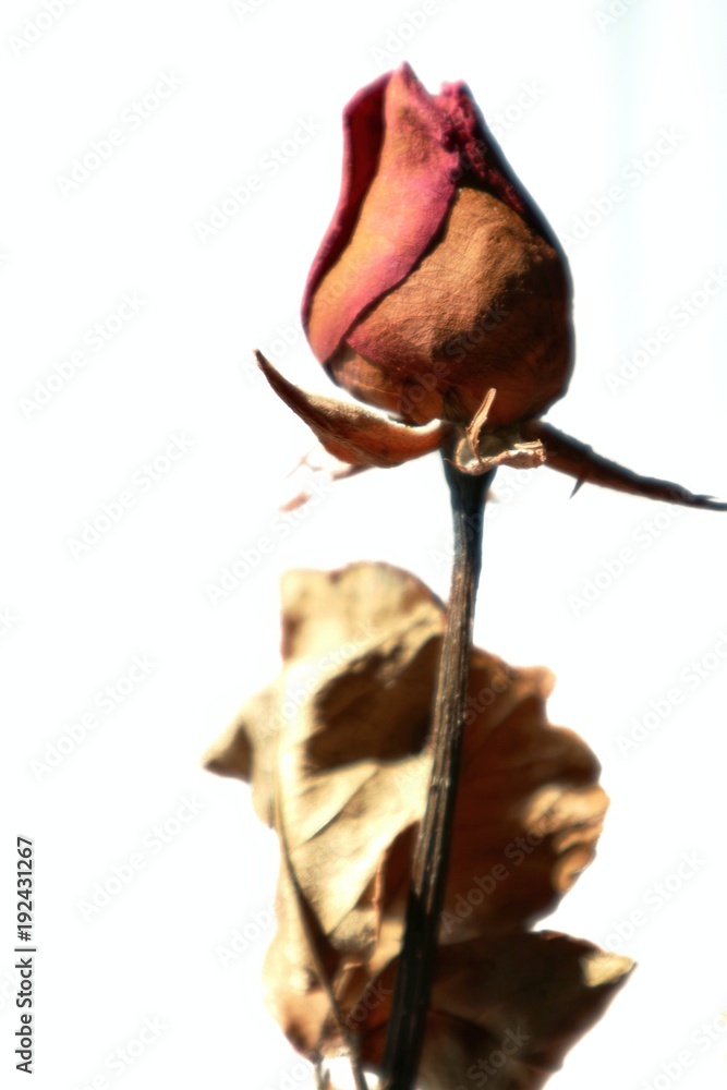 Dry rose on white background. Selective focus. Sad Valentine's day concept. Dry rose on white background. Selective focus. Sad Valentine's day concept.