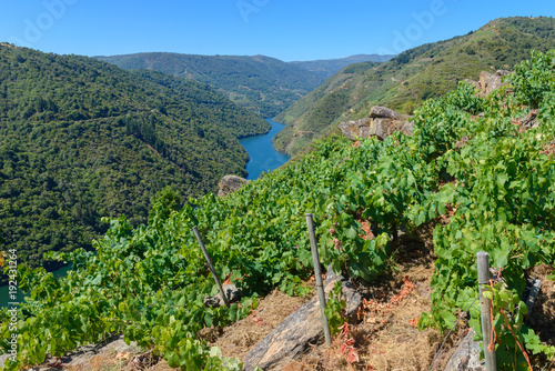 Vineyards along Sil River, Ribeira Sacra, Lugo, Spain