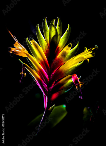 Tropenblume
