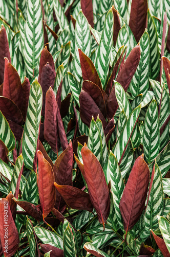 Green leaf with white stripes of Calathea majestica , tropical foliage plant nature leaves pattern photo