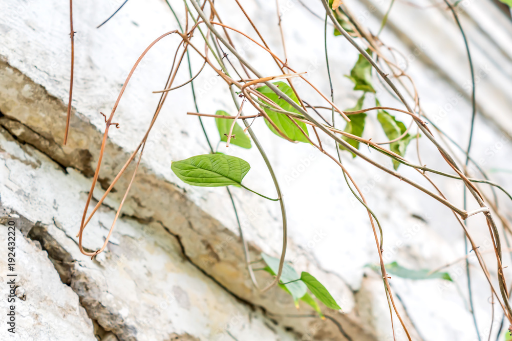 Weathered Concrete Wall with Dried Vines with green leaves Weathered Concrete Wall with Dried Vines with green leaves