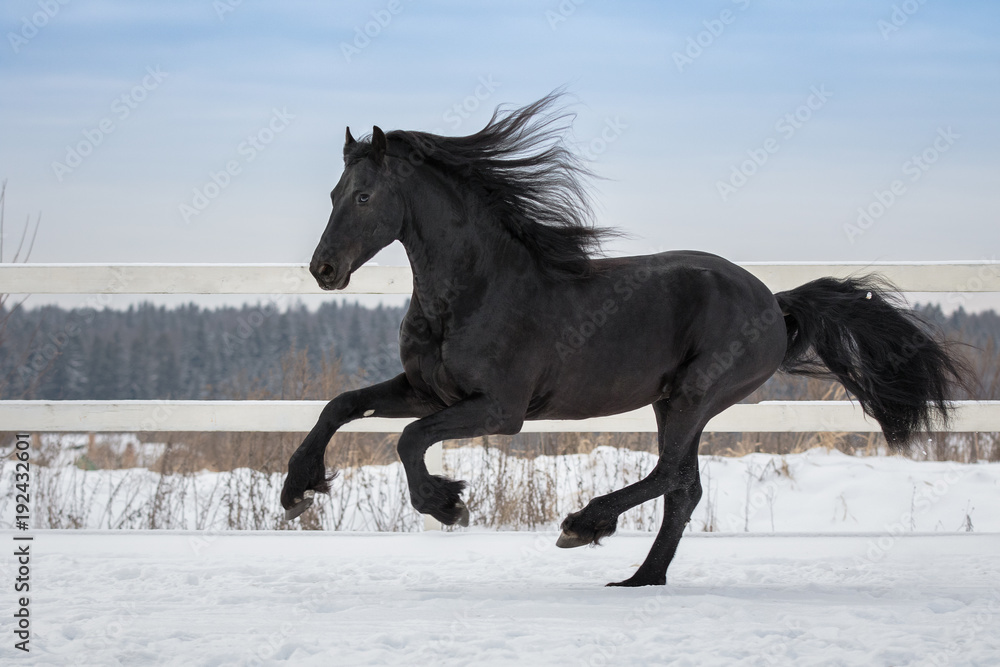 friesian horses running