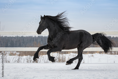 Black friesian horse with the mane flutters on wind running gallop on the snow-covered field in the winter © Svetlana