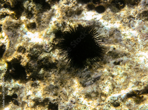 Beautiful Sea urchin in croatia watch out for them © Michal