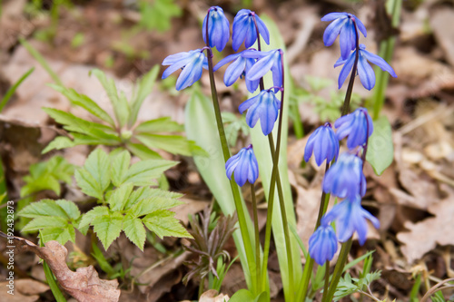 Scilla flowers on forest ground.