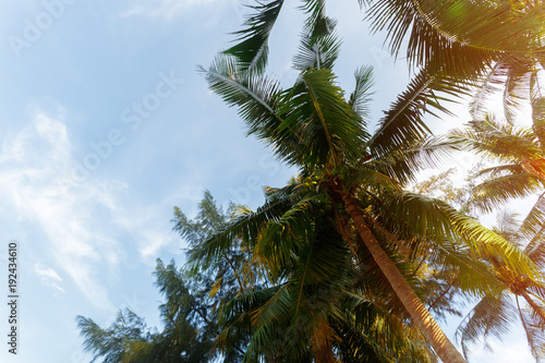 coconut palm tree on sky background © fotofabrika