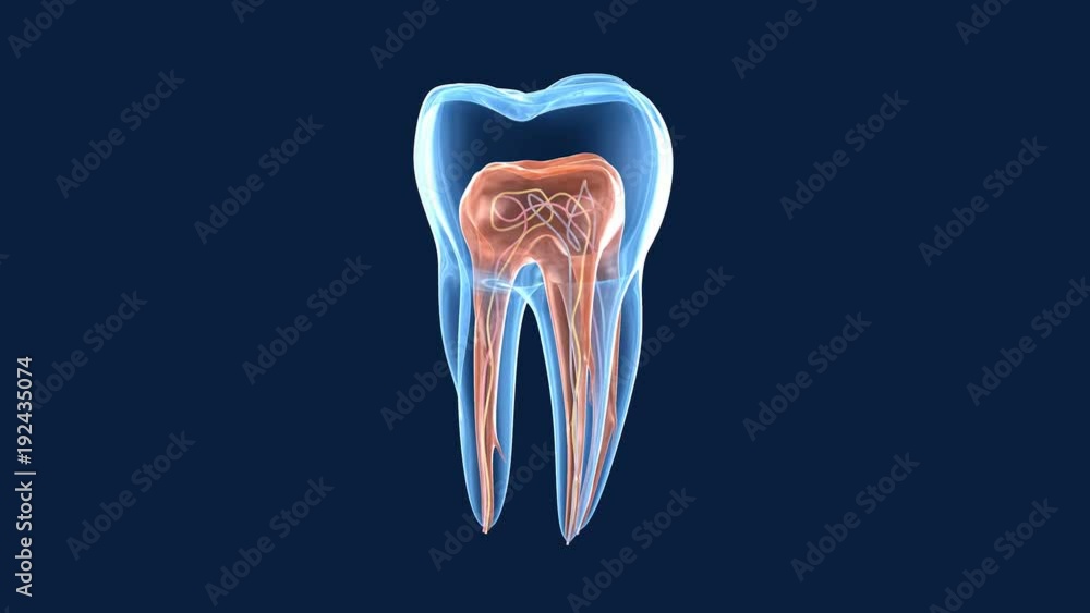 Transparent teeth. 3d renderings of endodontics inner structure Stock ...