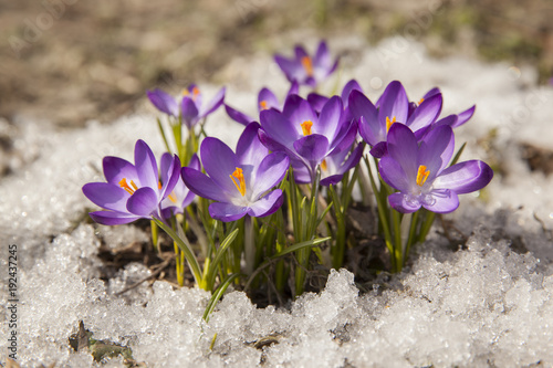 Spring crocus in the snow, lit by the sun © Oleh
