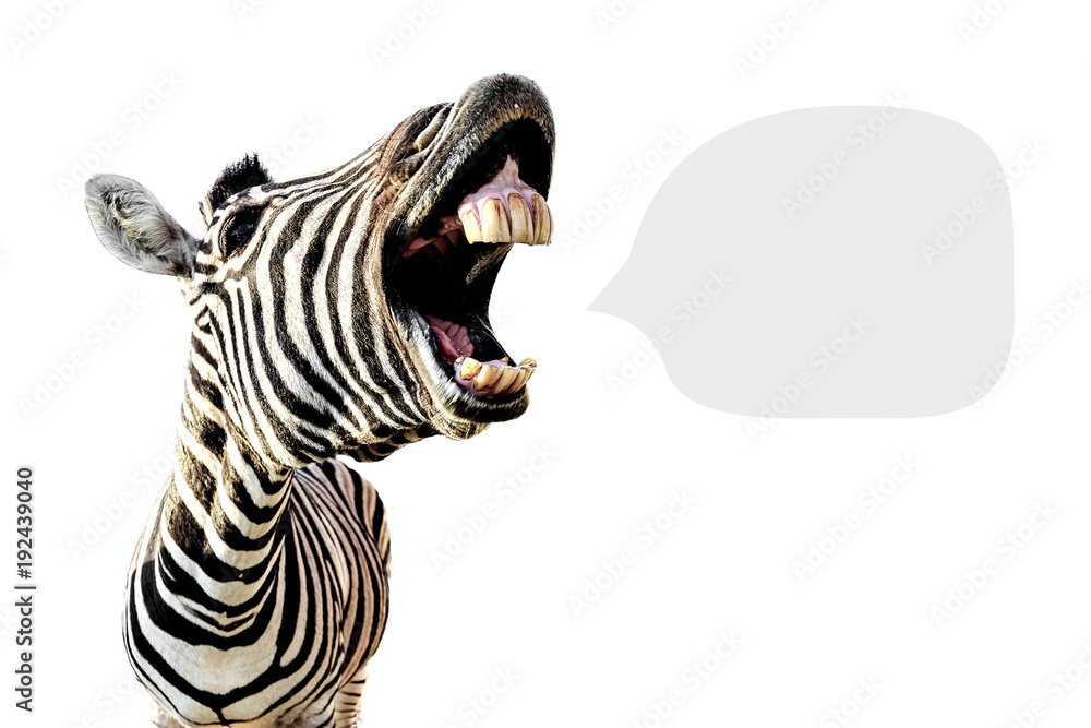 zebra with open mouth and big teeth, isolated on white background and with place for text - obrazy, fototapety, plakaty 