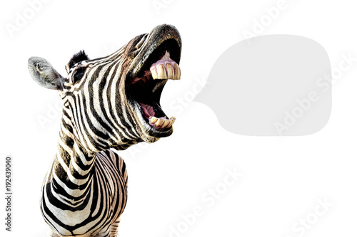 Obraz na plátně zebra with open mouth and big teeth, isolated on white background and with place