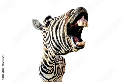 zebra with open mouth and big teeth isolated on white background