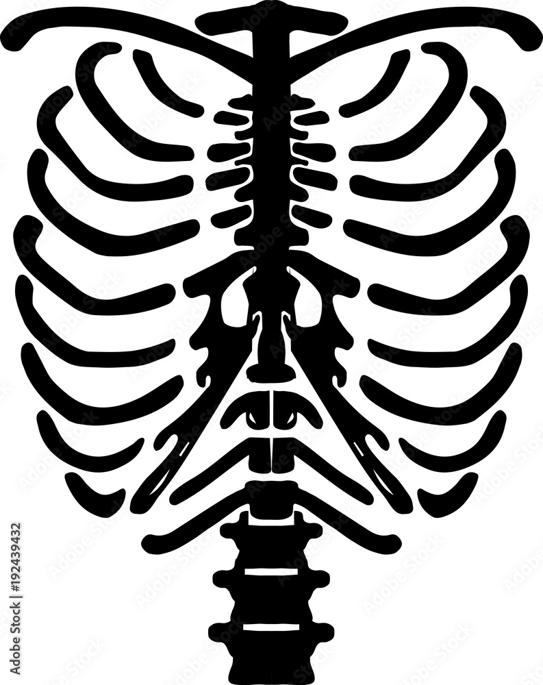 Human Rib Cage Vector Drawing Black & White. Stock Vector Adobe Stock