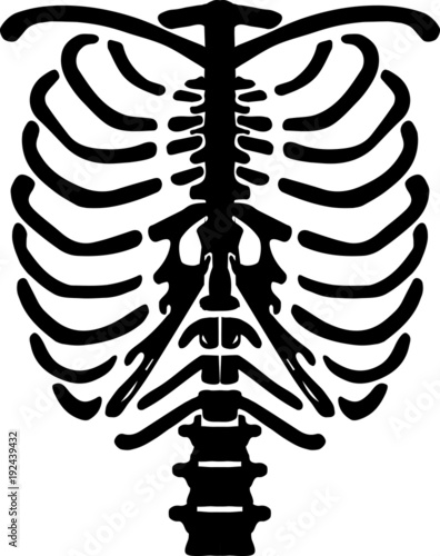 Human Rib Cage Vector Drawing Black & White.