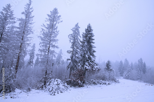 Winter time in forest of south Poland © Wojtek