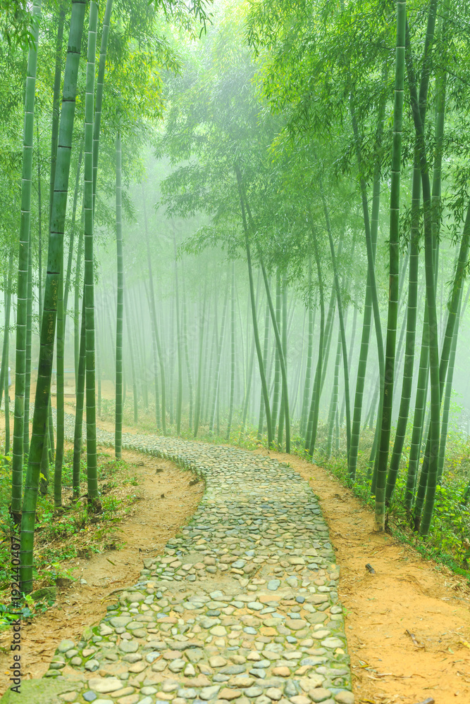 Fototapeta premium bamboo forest