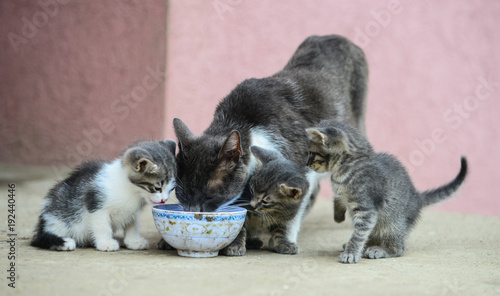 Cat and kittens together eating cat food from the same plate. 