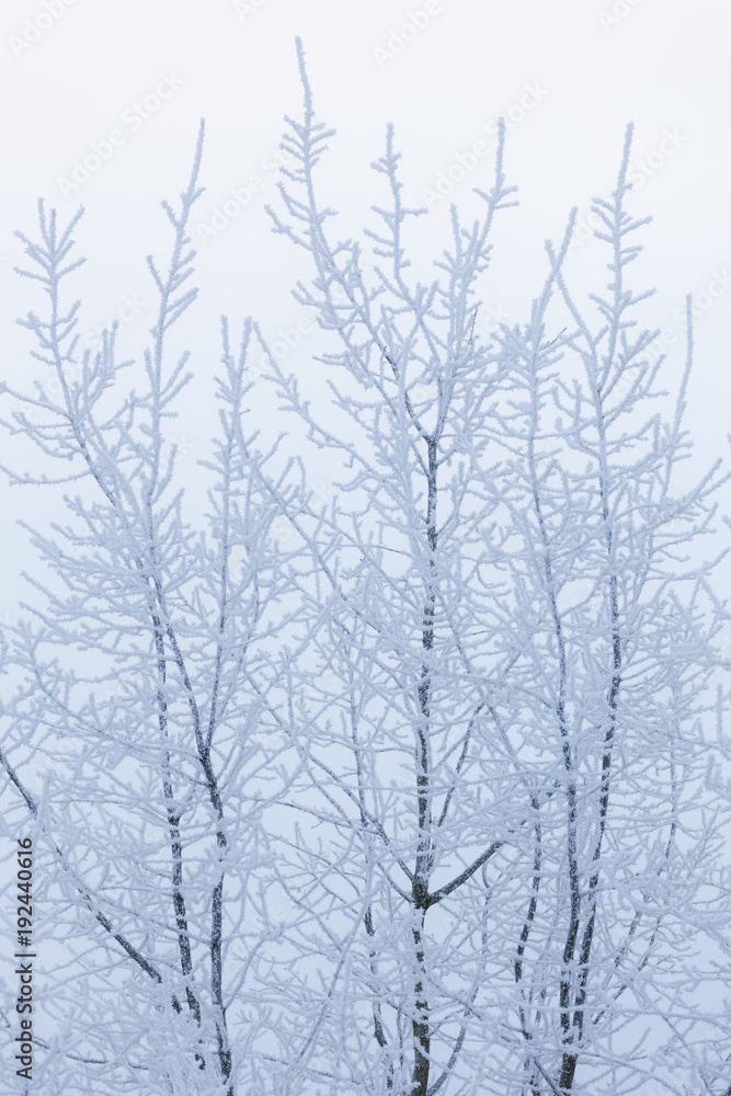 Tree top branches covered in frost snow Tree top branches covered in frost snow