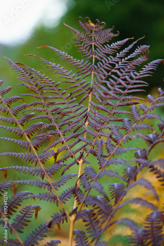 Natural background of colorful fern in the forest