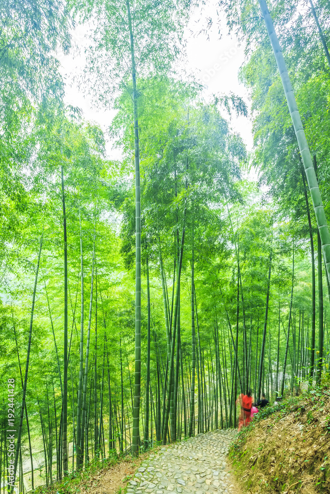 Fototapeta premium bamboo forest