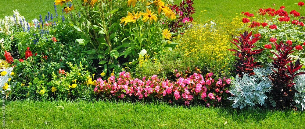 Summer flowerbed and green lawn. Wide photo. - obrazy, fototapety, plakaty 