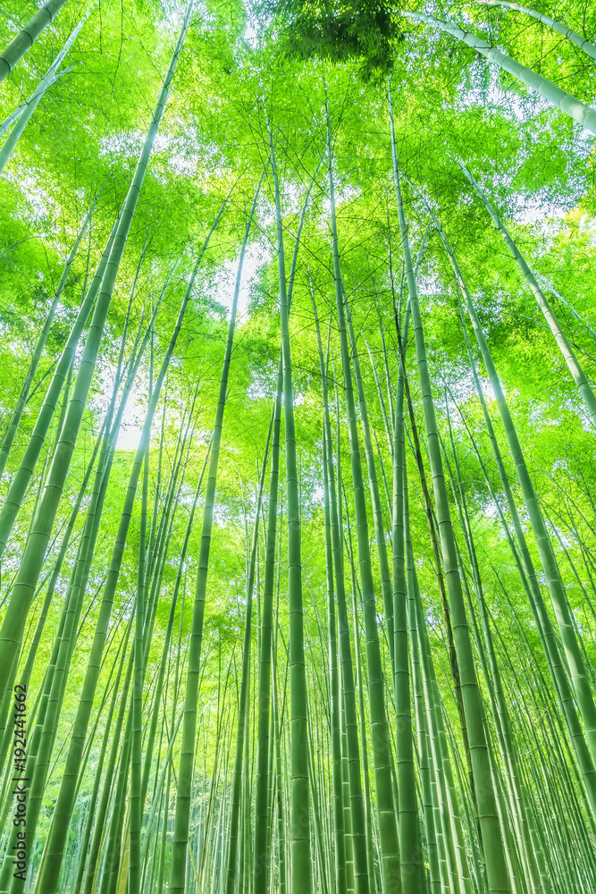 Obraz premium bamboo forest