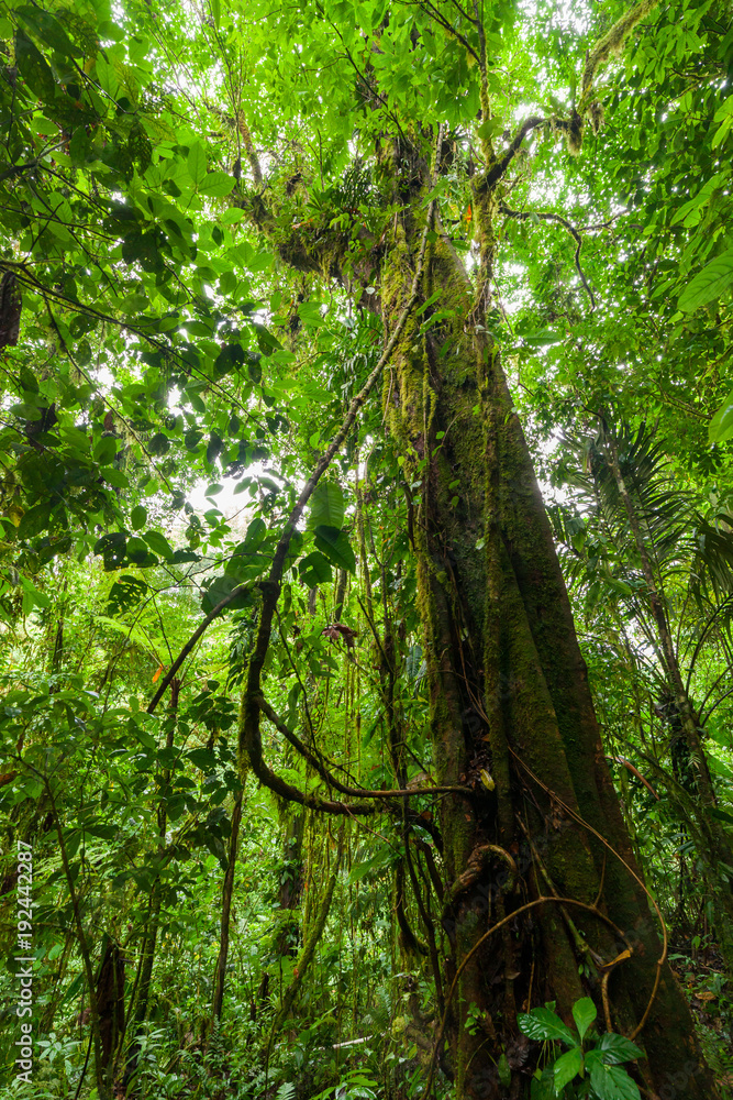 Big tree in lush rainforest Costa Rica