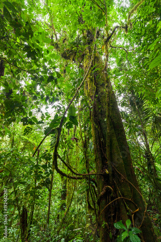 Big tree in lush rainforest Costa Rica