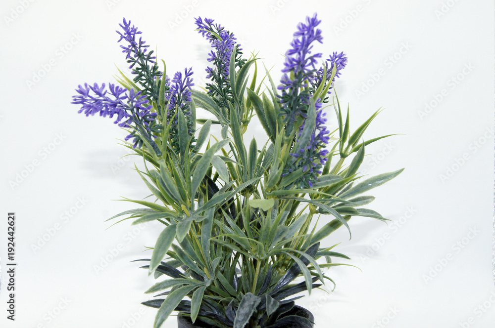 Fototapeta premium Lavendel im Topf auf weißem Hintergrund